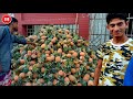 আনারসের পাইকারি আড়ং ঢাকা কাওরন বাজার wholesale pineapple arang dhaka karan bazaar