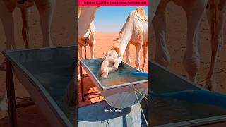 Camels drink 10 little of waters | #shorts