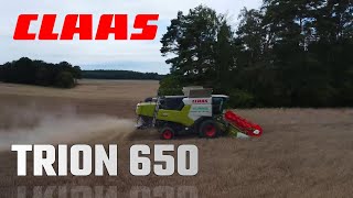 Claas Trion 650 - Kombajn / żniwa 2023/