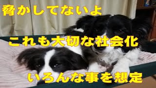 【犬とお出かけ】【ハイエースで車中泊】ボーダーコリーの社会化♪＾＾　#shorts