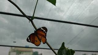 மாடித்தோட்டம் l வண்ணத்துப்பூச்சி l பட்டாம்பூச்சி l Terrace Gardening l butterfly l  eco-friendly