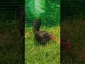 black diamond pullet shorts bantam