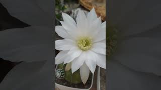 ‎@flowerszoneforever Echinopsis Subdenudata Cactus in Bloom   #cactus #flowers #flowerszone