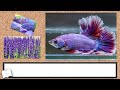 【betta】ベタさんの食事風景【ハーフムーンラベンダーバタフライ】