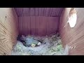 First Egg Hatching to Chicks Fledging - 21 days in 21 mins - BlueTit nest box camera highlights 2021