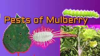 Pest and diseases of mulberry plant| Entomology class| English