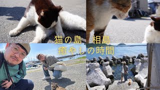 猫の島 相島に行って来た。そこは癒やしの楽園だった。