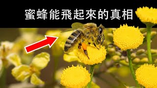 為何蜜蜂能用薄小的翅膀飛行？┃ 生物之謎#冷知識 #科普 #生活百科 #生活常識 #世界之最