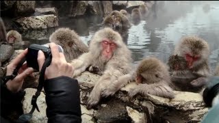 Snow monkeys soak in hot springs of Japan