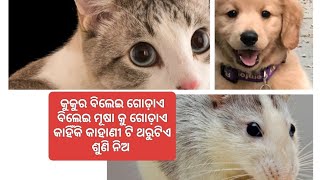 କୁକୁର ବିଲେଇକୁ ଗୋଡାଏ ବିଲେଇ ମୂଷା ଗୋଡାଏ କାହିକି @beautyofnaturekalpanaa4749