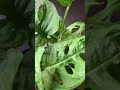 monstera adansonii (swiss cheese vine)