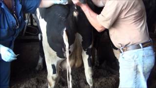 Cow Abscess with Veterinary Intervention