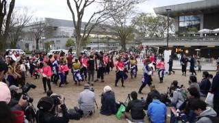 総踊り　「エビバディこいや！！」 第12回さくらよさこい 岡崎公園