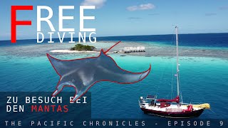 Freediving mit Mantas - Boatlife in französisch Polynesien (2024)