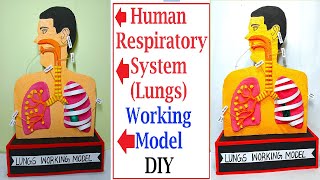 human respiratory working model(lungs) 3d for science exhibition - diy - howtofunda -biology project