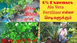 0% செலவில் Aloe Vera  சூப்பர் fertilizer - 0% expenses Aloevera Super Fertilizer for all plants