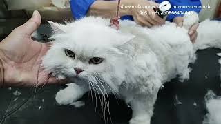 1099 #สางสังกะตังตัดทรงเท็ดดี้แบร์แมวทรงขนกลมๆ #catgrooming #อาบน้ำตัดขนสุนัขและแมวขอนแก่นมีรับส่ง