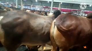 Sharif agro medium size bull collection 2024