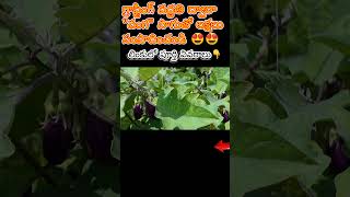 గ్రాఫ్టింగ్ పద్ధతి ద్వారా వంగ సాగులో లక్షలు సంపాదించవచ్చు #brinjal #grafting #earrings #farming