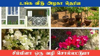 காகித பூ செடி பற்றி சுவாரஸ்யமான தகவல் - Bougainvillea plant