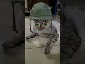 Santai dulu ga sih #cat #catlover #catvideos #cats #catshorts #shorts #short #viralshorts #trending