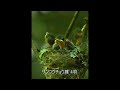 2024.07 サンコウチョウ雛 4羽