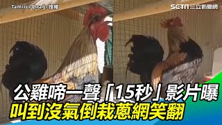 公雞啼一聲「15秒」影片曝　叫到沒氣倒栽蔥網笑翻：有夠敬業｜三立新聞網SETN.com