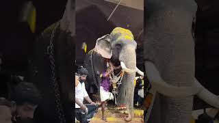 599)❤️ഗജ രാജാക്കന്മാർ#ആനച്ചന്തം #elephant_video