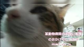 ハクビシンに噛まれた猫復活！！