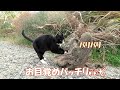 【ワレニャン】猫も癒される渡り鳥ユリカモメ a migratory bird a black headed gull comforts cat on the riverbank