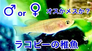 卵生メダカ ノソブランキウス ラコビーの生後１カ月の稚魚 〜killifish nothobranchius rachovii〜 色が出始めて雌雄の区別がつき始める頃です。 #Shorts