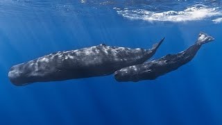 Pop Up Live Stream: Sperm Whale Researcher Shane Gero