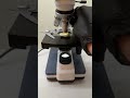 Worms found in BANANA under the Microscope!