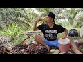 OUR RURAL LIFE IN REMOTE REMOTES OF INDONESIA # @simple rural nature