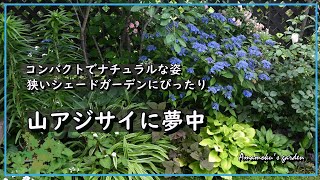 [Love mountain hydrangea] Shade garden / Cuttings /  Wild mountain hydrangea / Vlog