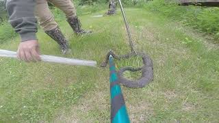 Bagging a 47” Timber Rattlesnake Tioga County, PA