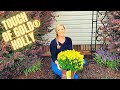 Touch of Gold® Holly | Planting A Stunning New Foundation Plant