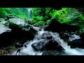 Beautiful Gentle Stream Waterfall Sounds | Forest Enchanting Nature | Immersed in Natural Sounds