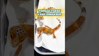 Emang boleh ternak tokek ternyata ga ngeri begitu? 😬🦎#ternaktokek #ternakgecko #peternakgecko