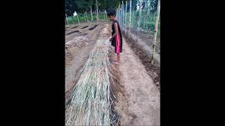 Tata Agoy Organic Garden