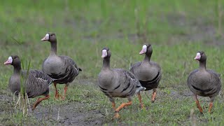 白額雁Greater White -fronted Goose.  新竹金城湖附近稻田.    Nikon  Z9(4K 12P錄影）   Z800mm/6.3PF.    2022 12 01