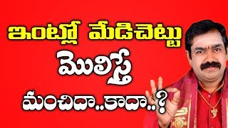 ఇంట్లో మేడిచెట్టు మొలిస్తే మంచిదా..కాదా | Medi Chettu | Importance Of Medi Chettu | Medi Chettu Uses