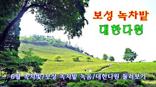 보성 녹차밭 대한다원...초록물결 대한다원, 보성 녹차밭 추억, 녹차밭 전망대,대숲,주목숲