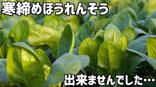 気温高すぎ問題。「寒締めほうれんそう」の筈がもう出来ちゃって普通のほうれんそうになった話と大雨後の長ねぎの様子