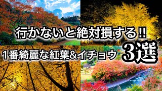 【鹿児島絶景3選】鹿児島で1番綺麗な紅葉\u0026イチョウスポット‼︎