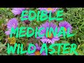 Edible Medicinal Wild Aster