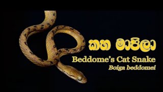 කහ මාපිලා|Beddom's cat snake|ගැන විස්ස්තර