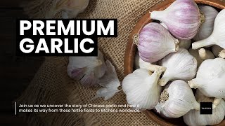 From Fields to Flavors: The Global Journey of Chinese Garlic