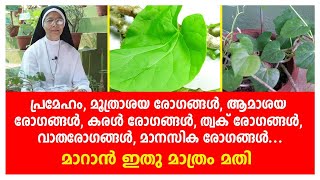 പ്രമേഹം,മൂത്രാശയ രോഗങ്ങൾ,ആമാശയ രോഗങ്ങൾ,കരൾ രോഗങ്ങൾ,ത്വക് രോഗങ്ങൾ,വാതരോഗങ്ങൾ മാറാൻ ഇതു മാത്രം മതി...