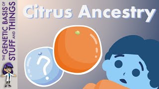 The genetics of citrus - Where do they come from?